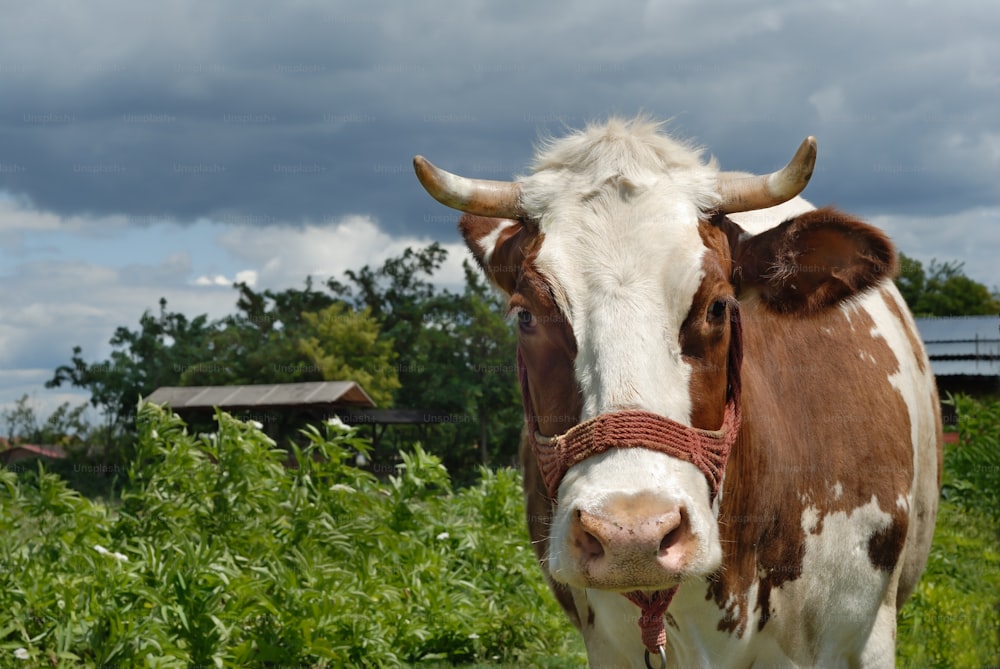 une vache brune et blanche debout au sommet d’un champ verdoyant