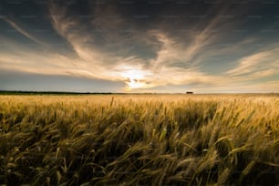 field of wheat in sunset