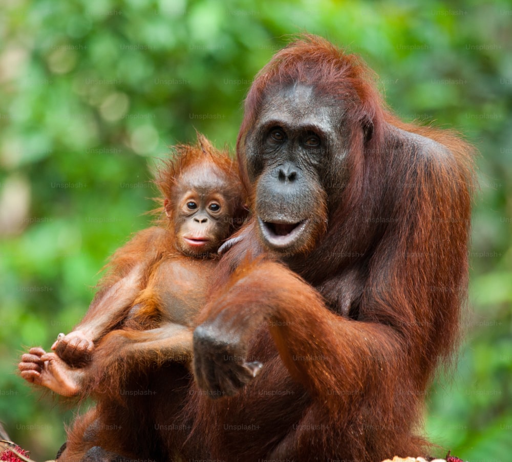 The female of the orangutan with a baby on ground. Indonesia. The island of Kalimantan (Borneo). An excellent illustration.