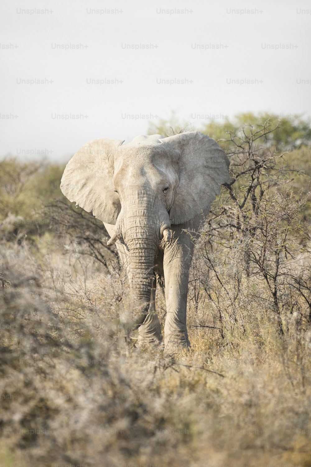 Elephant bull in Etosha National Park.