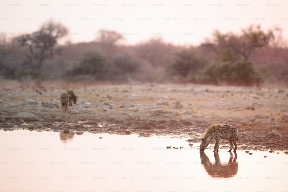 Hyène buvant à un point d’eau
