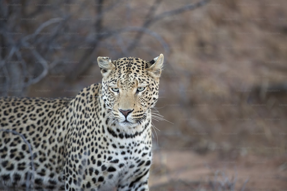 Leopard stalking prey.