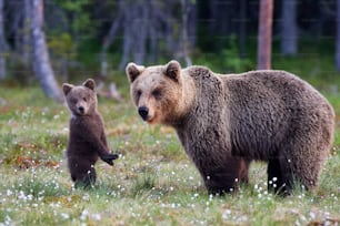 Filhote de urso pardo em pé e sua mãe perto