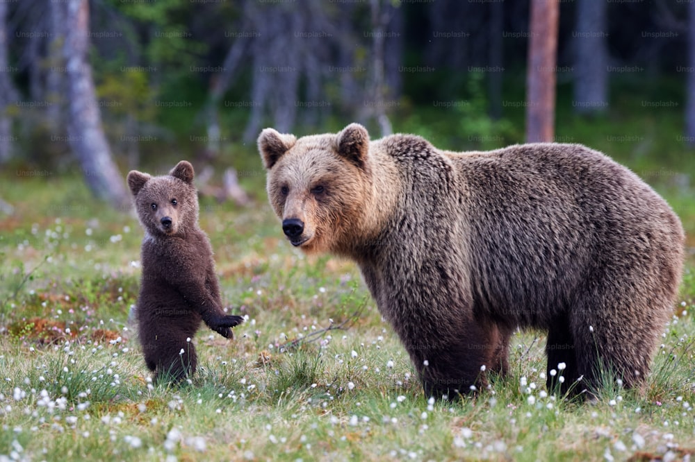 Brown bear cub standing and her mom close