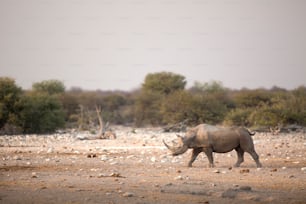 Black rhino in Etosha National Park