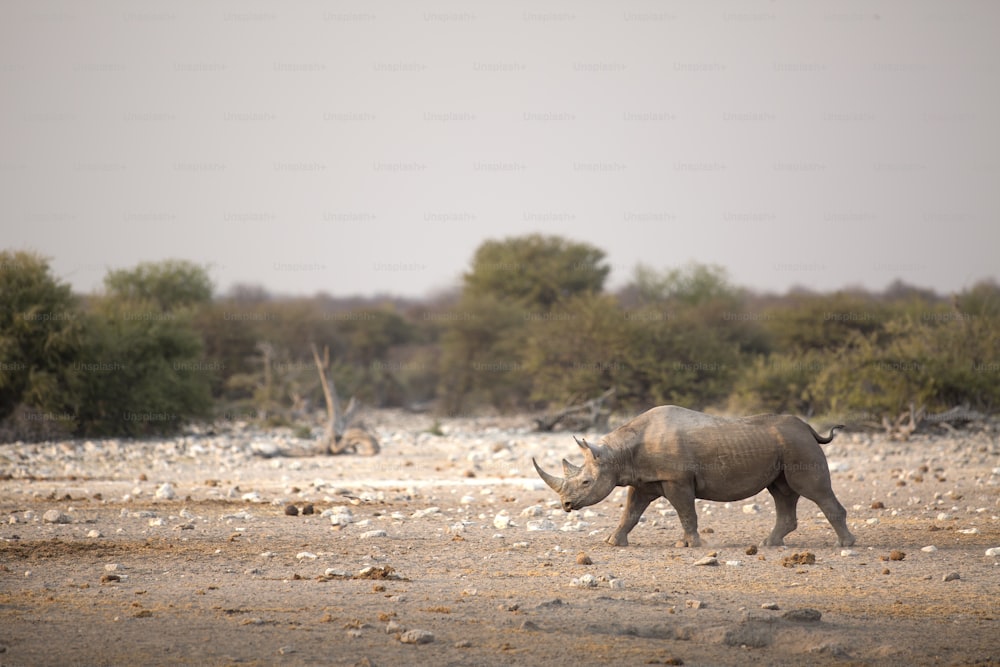 Black rhino in Etosha National Park