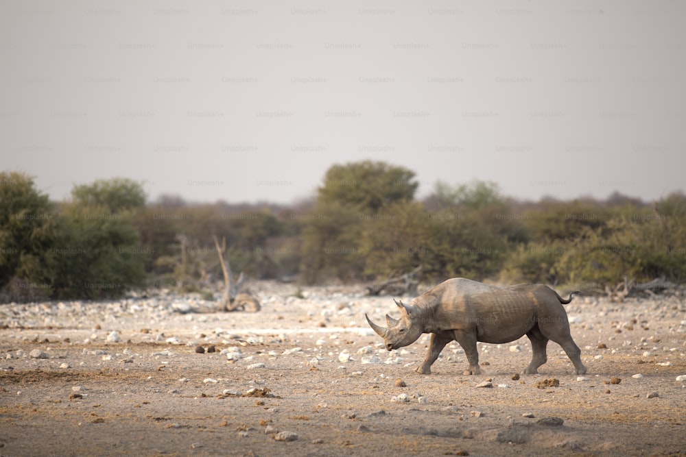 에토샤 국립공원의 검은 코뿔소