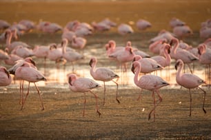 Flamingo at Walvis Bay wetland