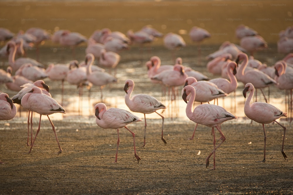 Flamingos im Feuchtgebiet Walvis Bay