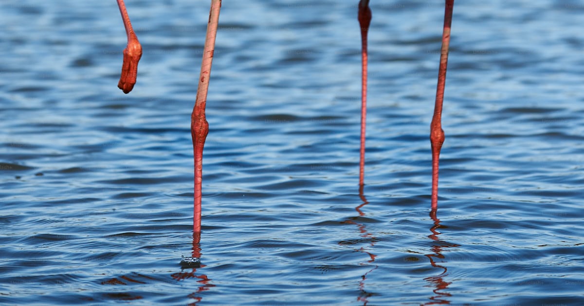 Foto zum Thema Schönes FlamingoPaar beim Spaziergang im flachen Wasser