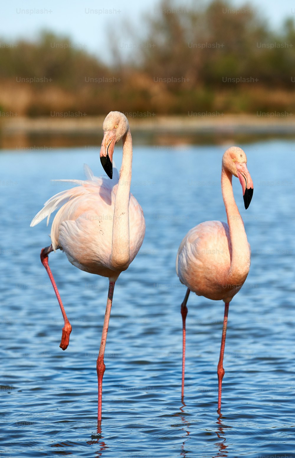 Beautiful pair of flamingos walking in shallow water