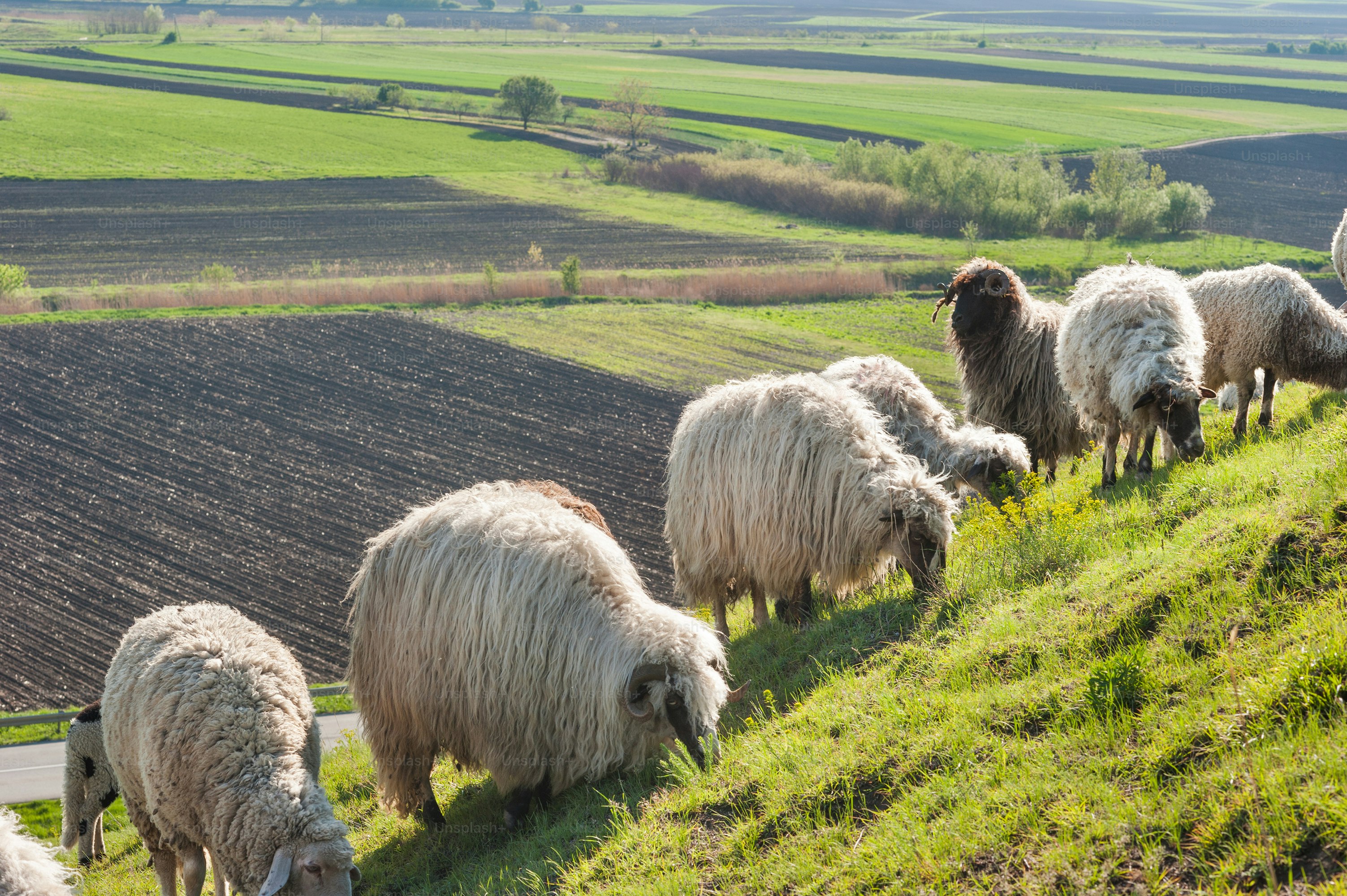 5 Reasons Small Farms Should Switch to Rotational Grazing