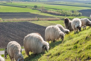 牧草地の羊の群れ