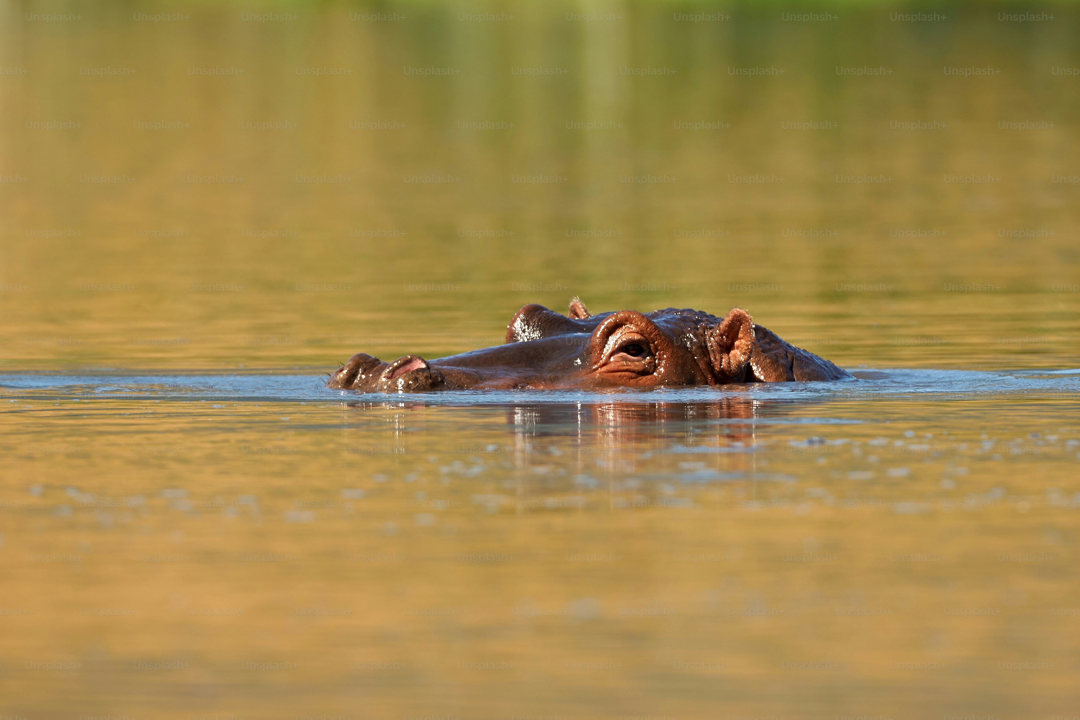 Nilpferd im Wasser in einem See in Tansania