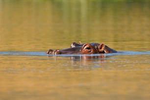 Hipopótamo sumergido en el agua de un lago en Tanzania