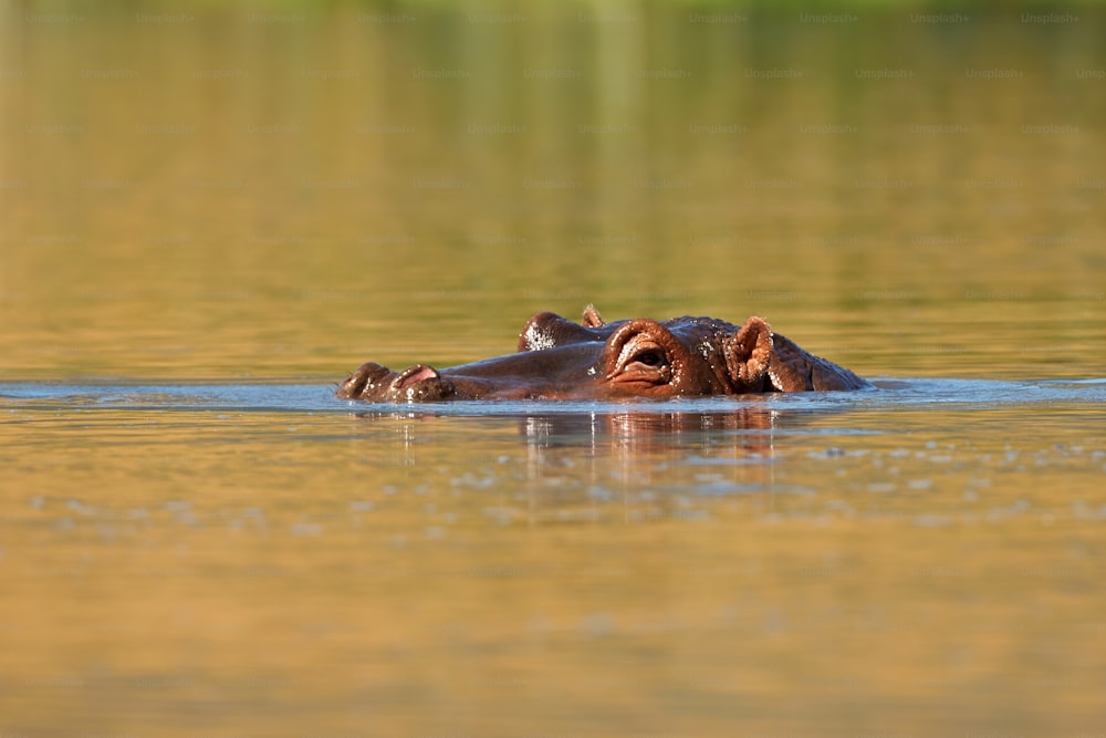Hippopotamus immersed in the water in a lake in Tanzania