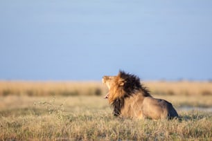 Leone maschio nella savana