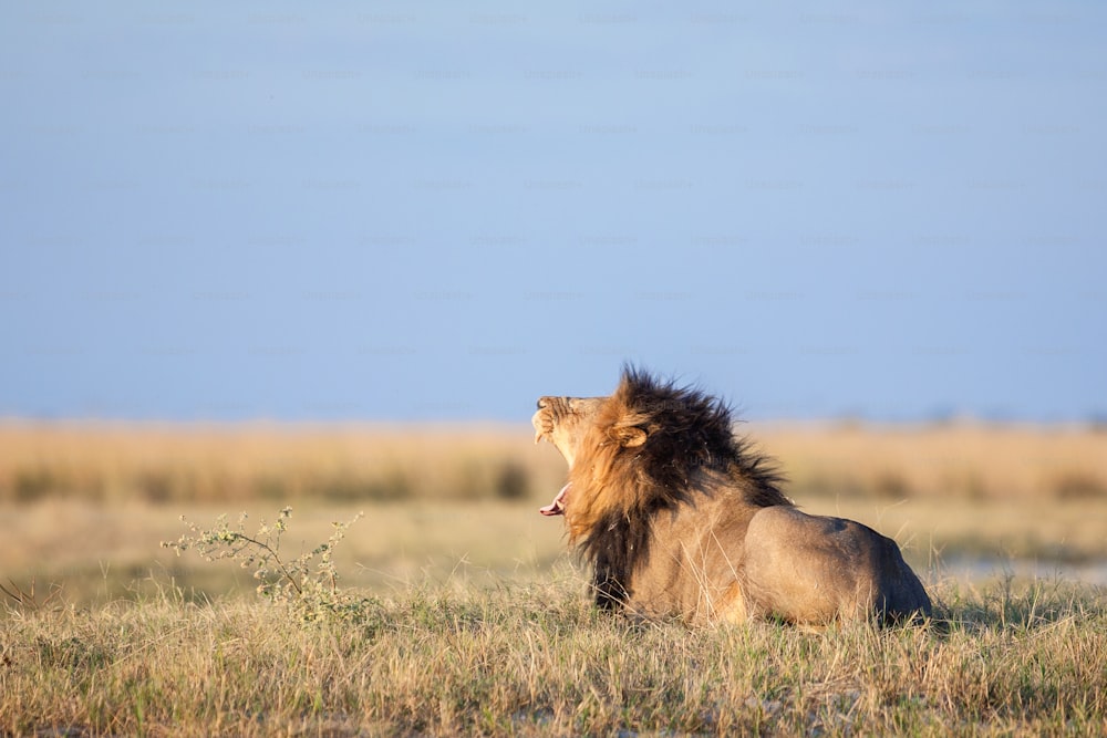 Male lion in the savanna