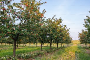 果樹園の木で熟成するさくらんぼ