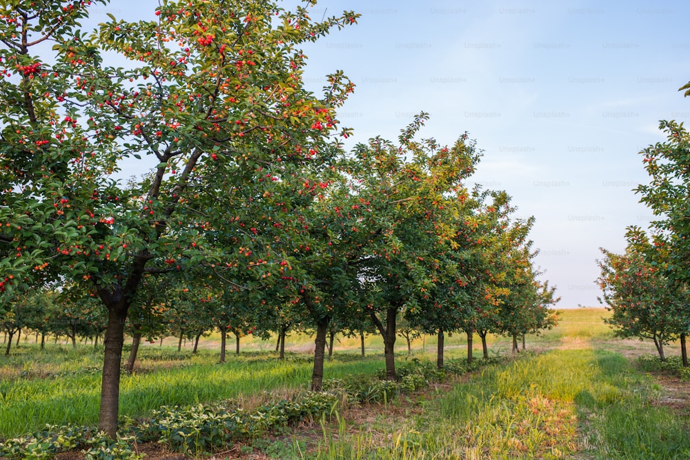 Cerezas maduras en árbol de huerto