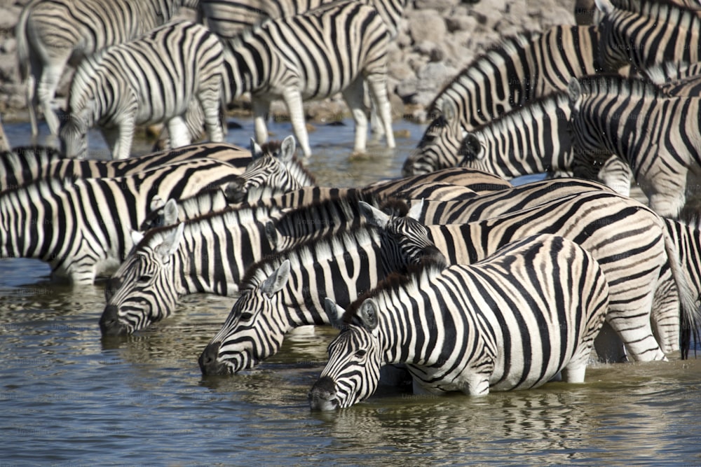Zebras bebendo em Etosha