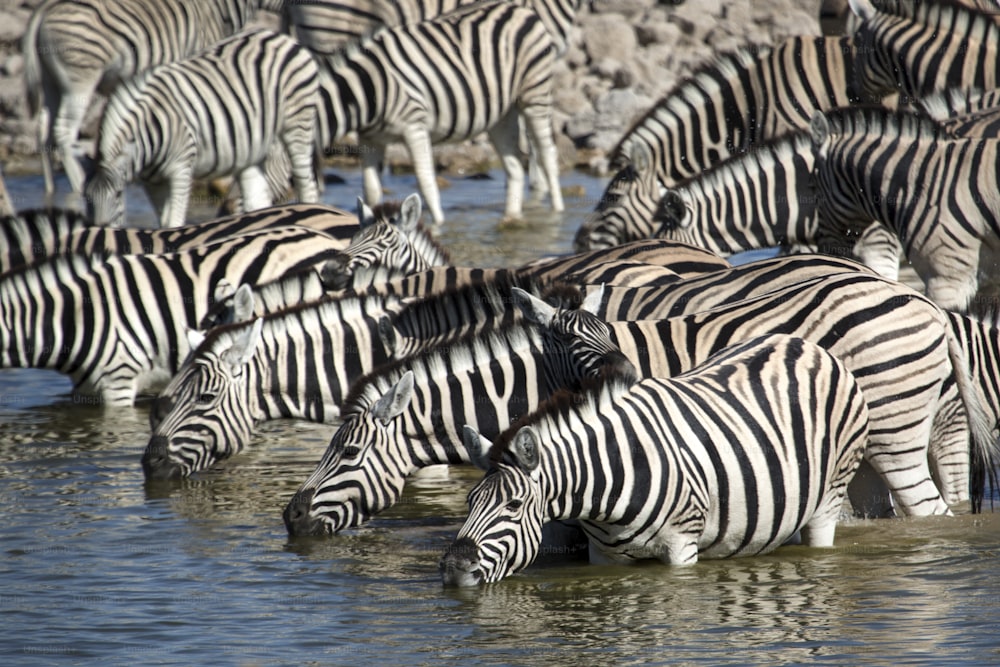Zebras drinking in Etosha