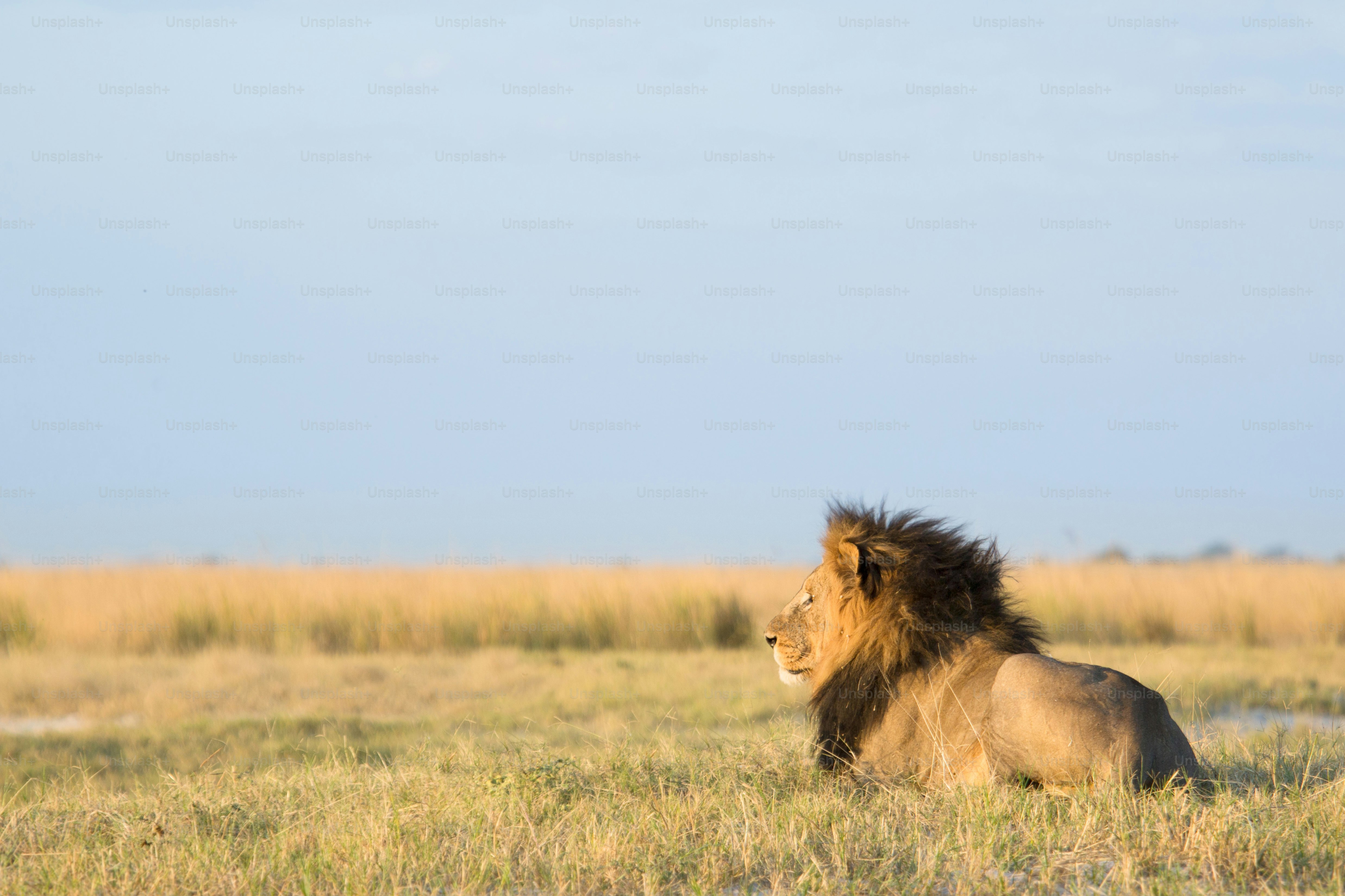Lion in the bush veld