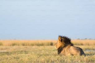 Lion dans le veld de brousse