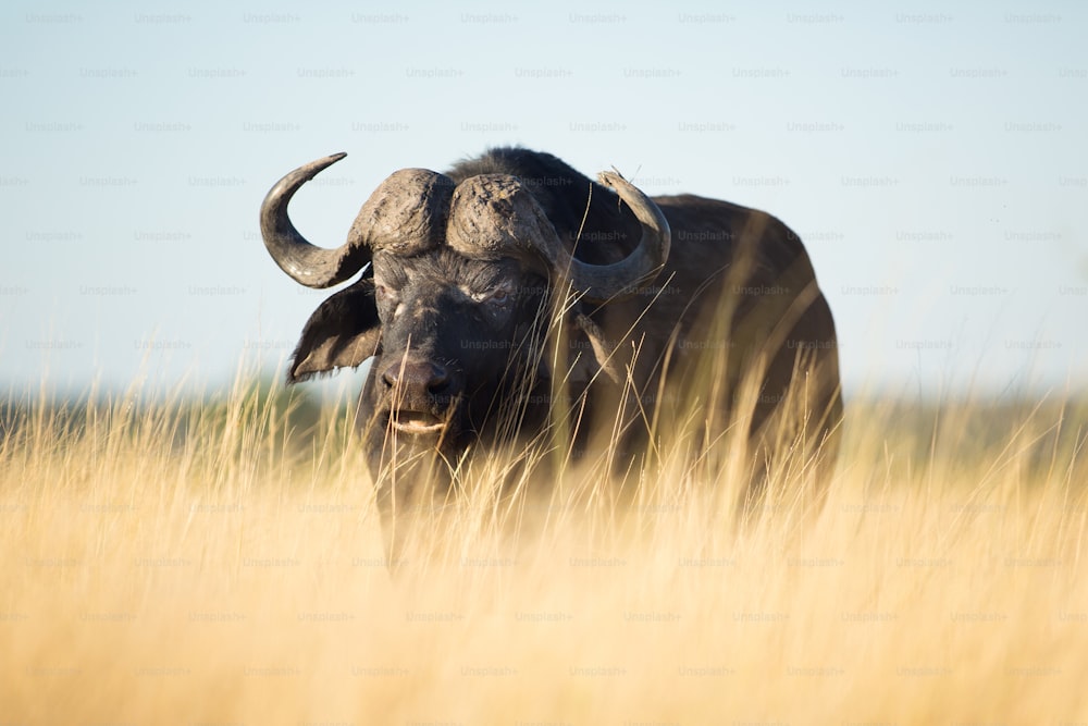 Buffalo in the bushveld