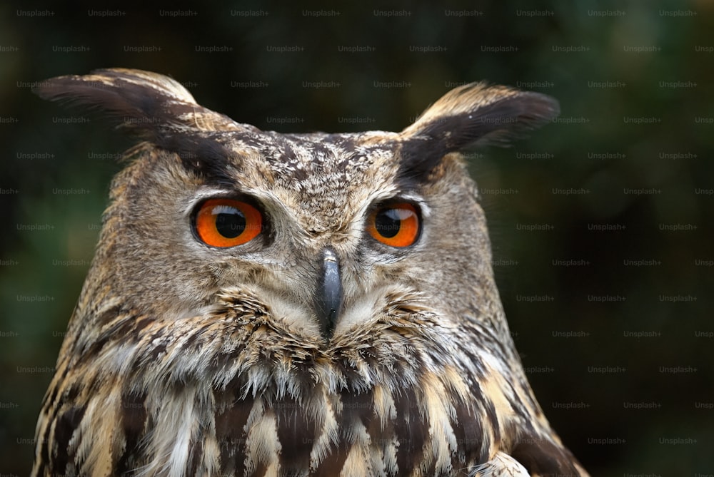 Portrait of Eagle owl in horizontal