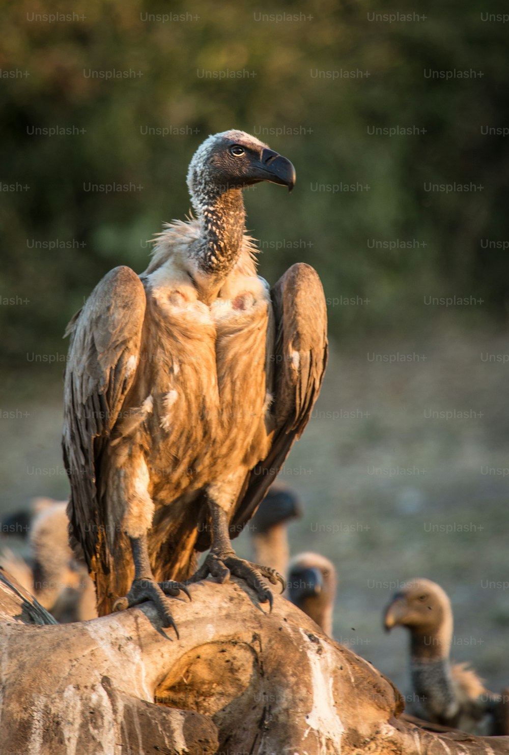 Vulture on a carcass