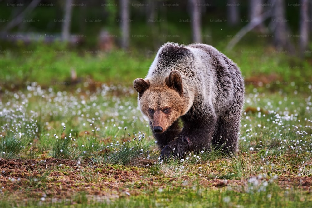 Brown bear photographed in the taiga of Finland while walking