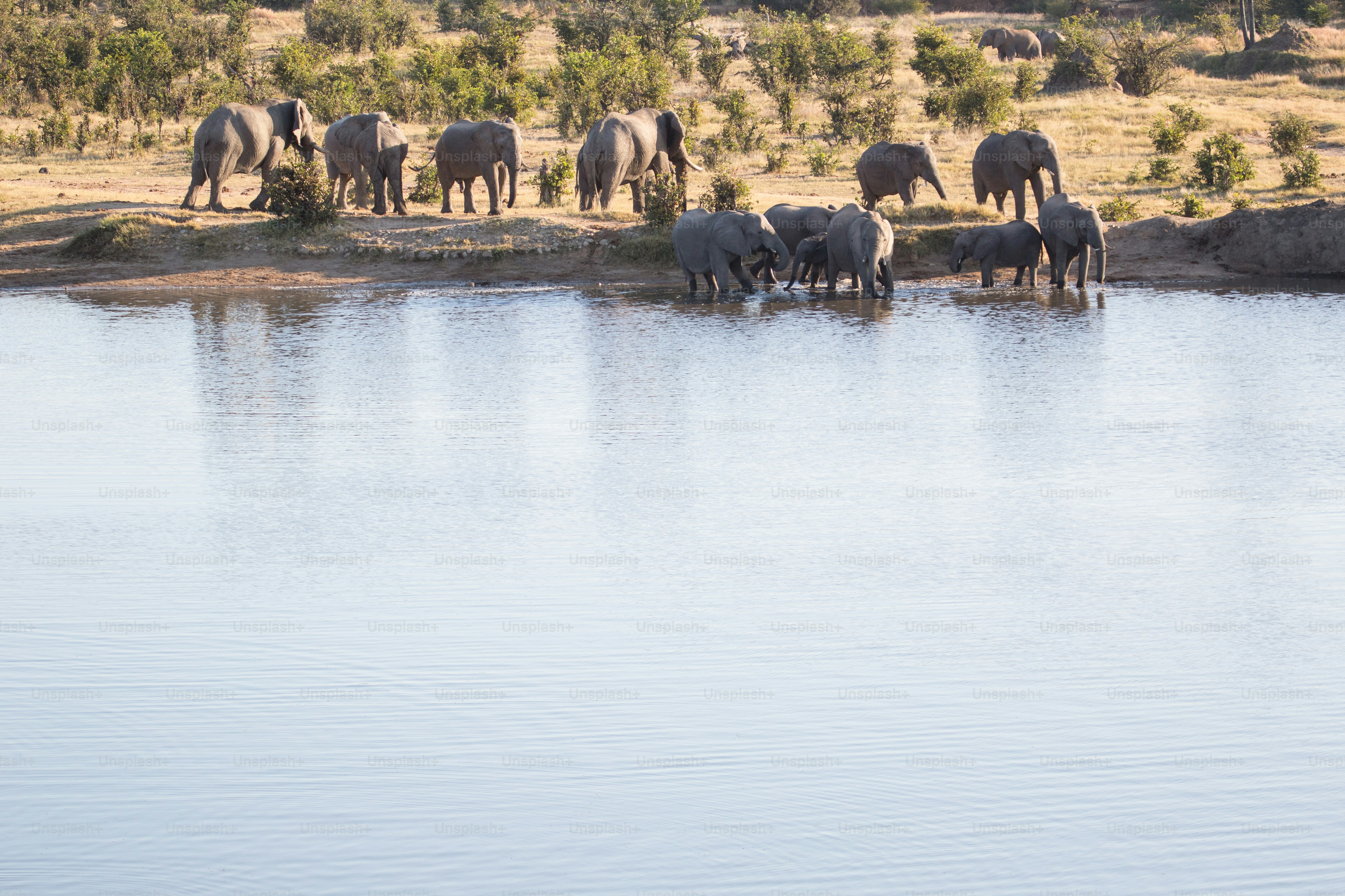 Elephant herd drinking