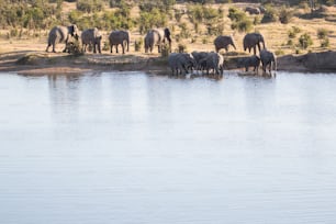 Elephant herd drinking