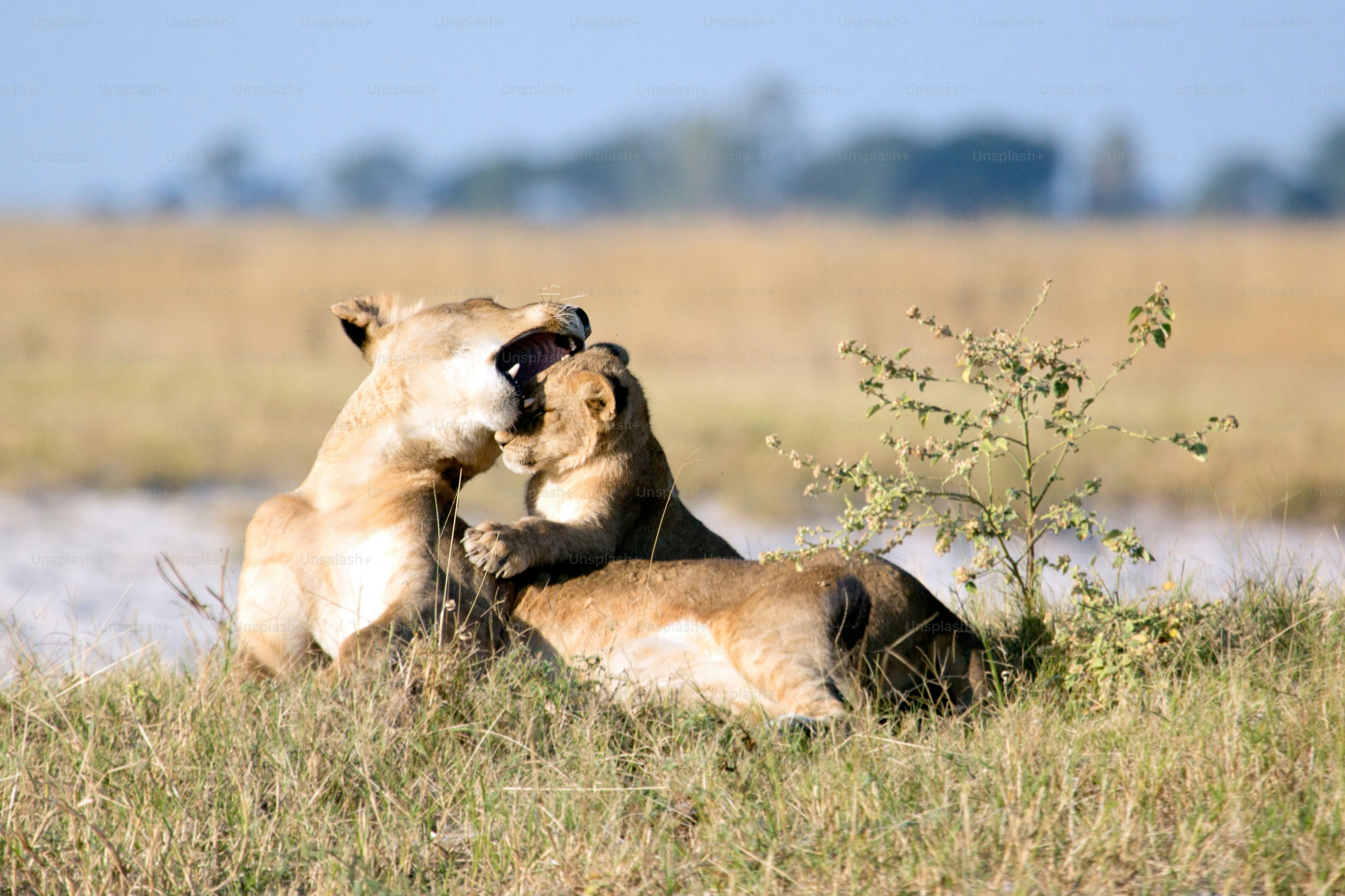 Lion in the bush veld