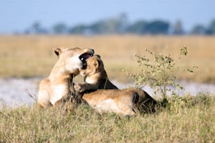 Lion dans le veld de brousse