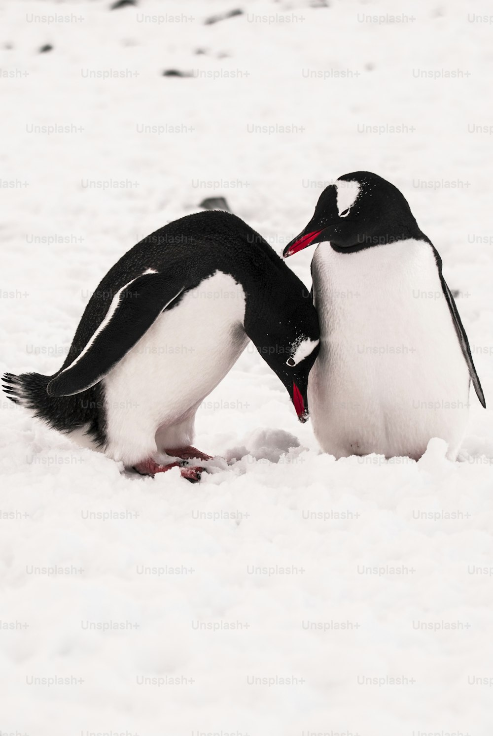 Dos pingüinos papúa en la Antártida,