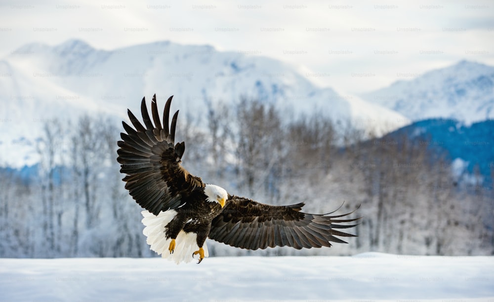 飛行中の成鳥のハクトウワシ(Haliaeetus leucocephalus washingtoniensis)。雪のアラスカ