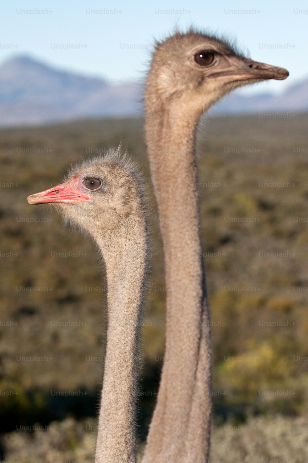 duas cabeças de avestruz