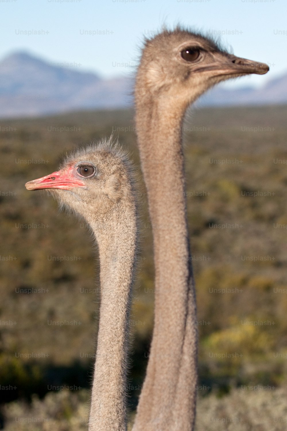 two ostrich heads