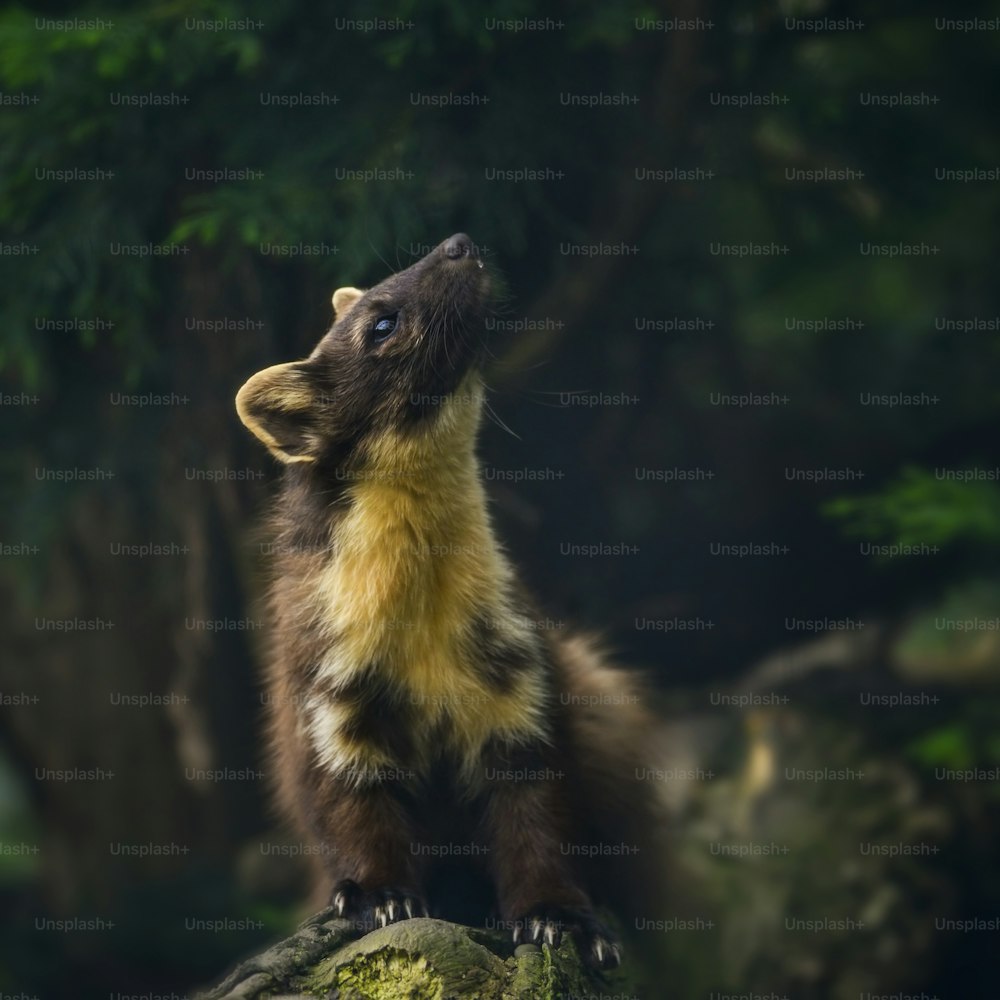 Beautiful pine martin martes martes on branch in tree