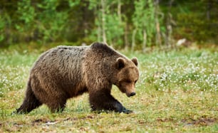 Wild brown bear walking in the green finnish taiga