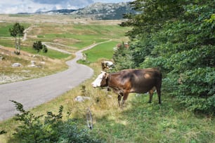 Flock of cows in the Meadow