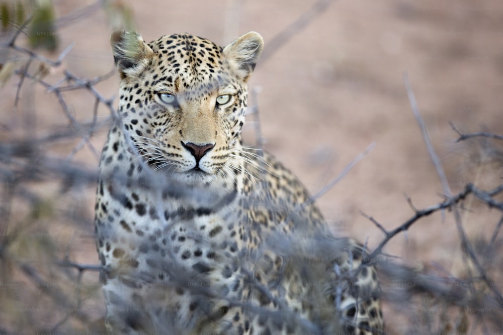 Leopard stalking prey.