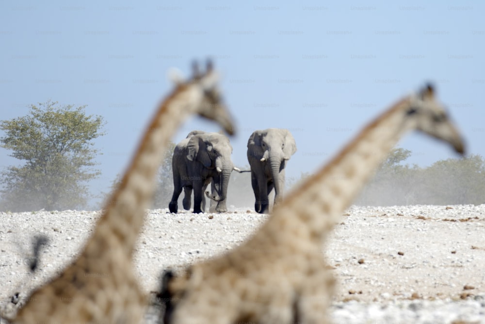 Des éléphants marchent vers un point d’eau.