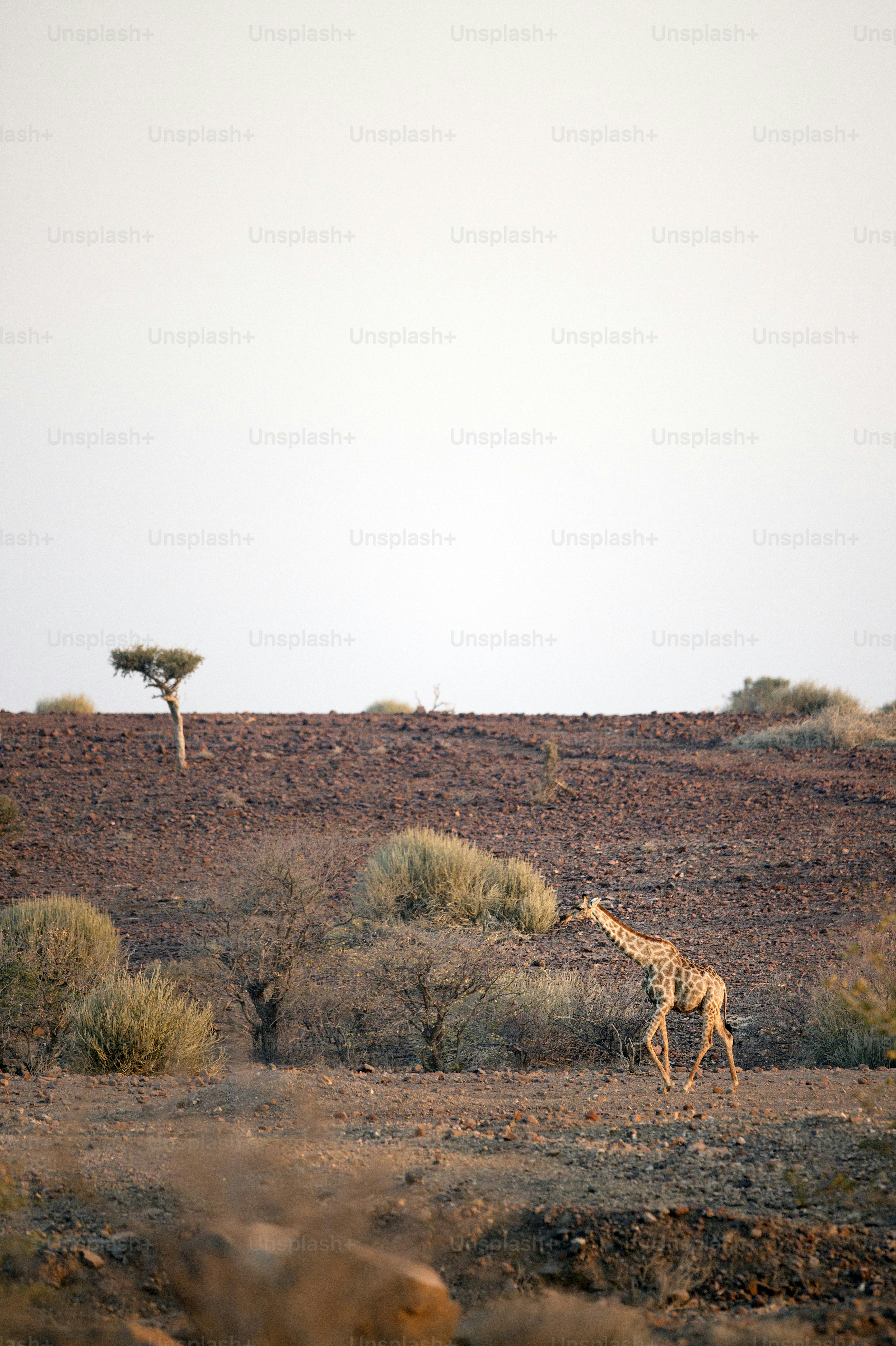 Una giraffa nella concessione di Palmwag, Namibia