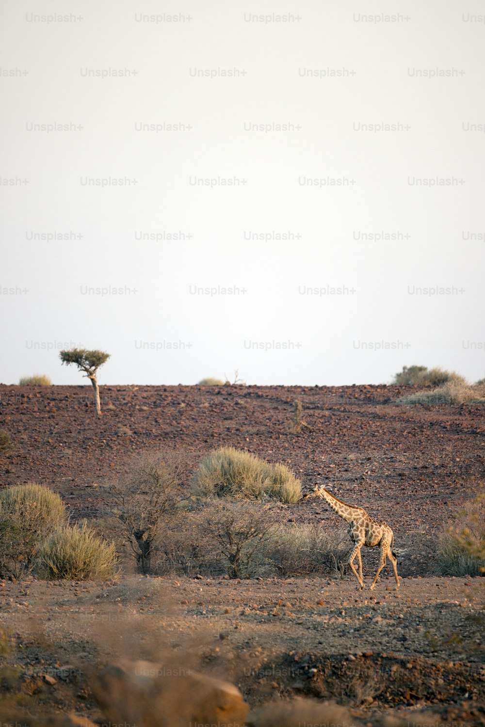 Une girafe dans la concession de Palmwag, en Namibie.