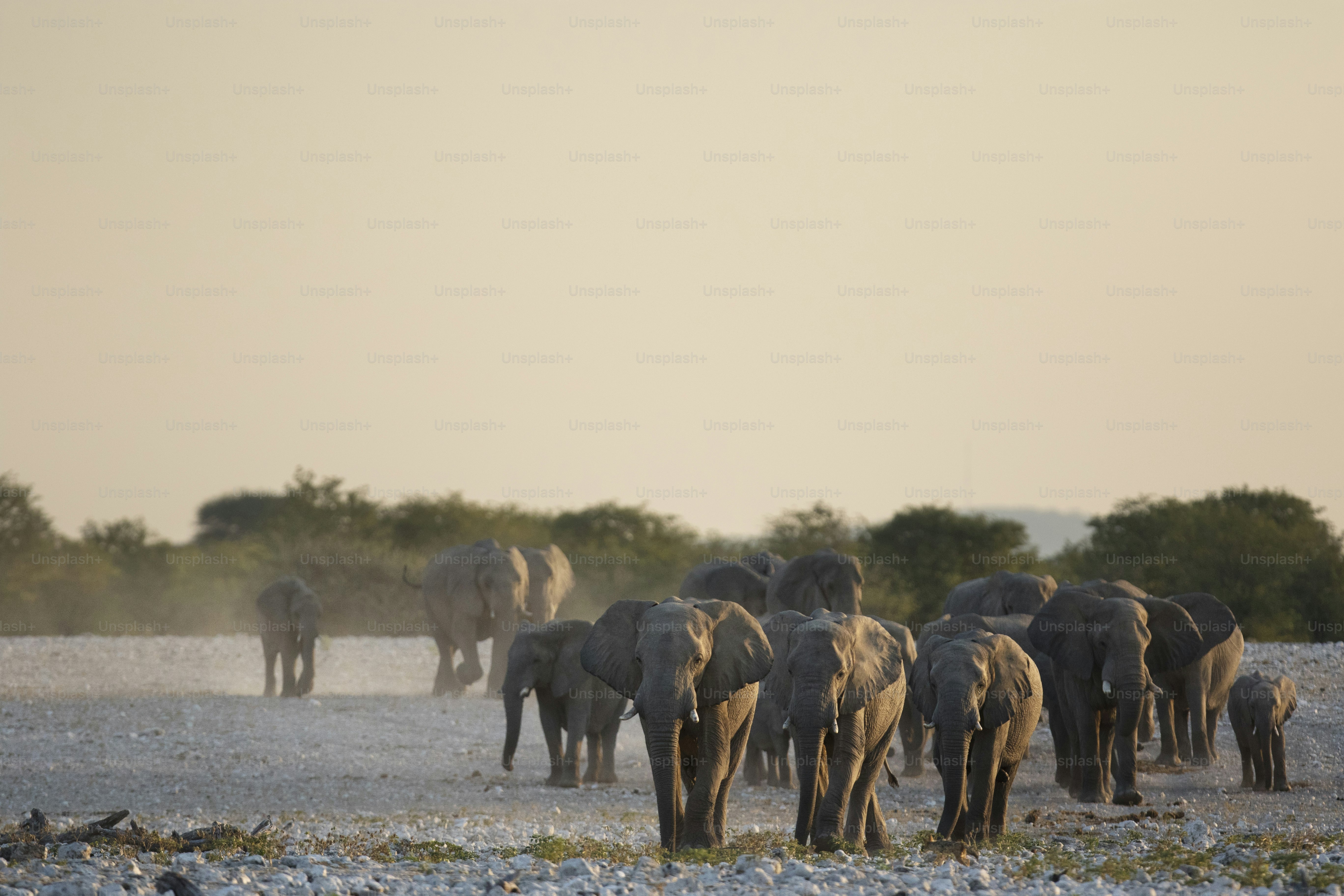 Elefanten an einem Wasserloch