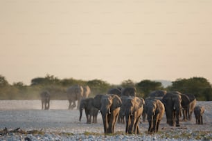Elefanti in una pozza d'acqua