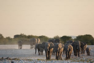 Elephants at a water hole